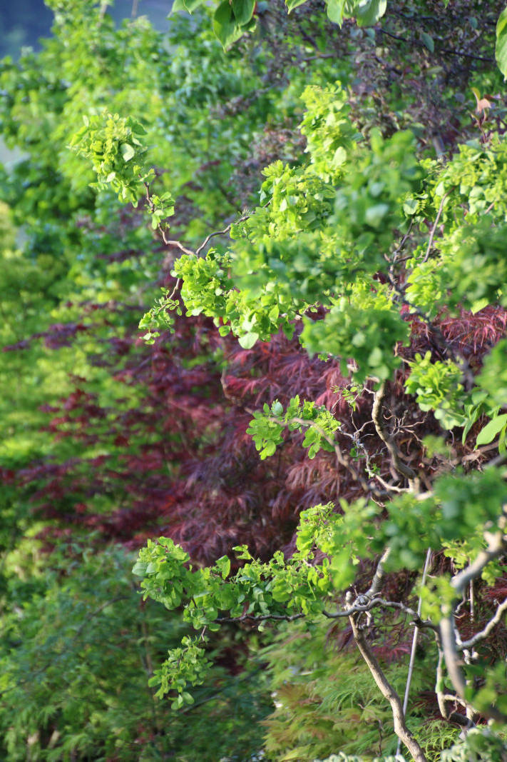 Solitärbaum alex gartenbau